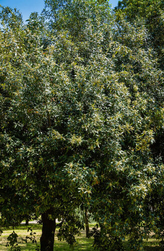 Quercus ilex | Chêne Vert Persistant | Haute tige