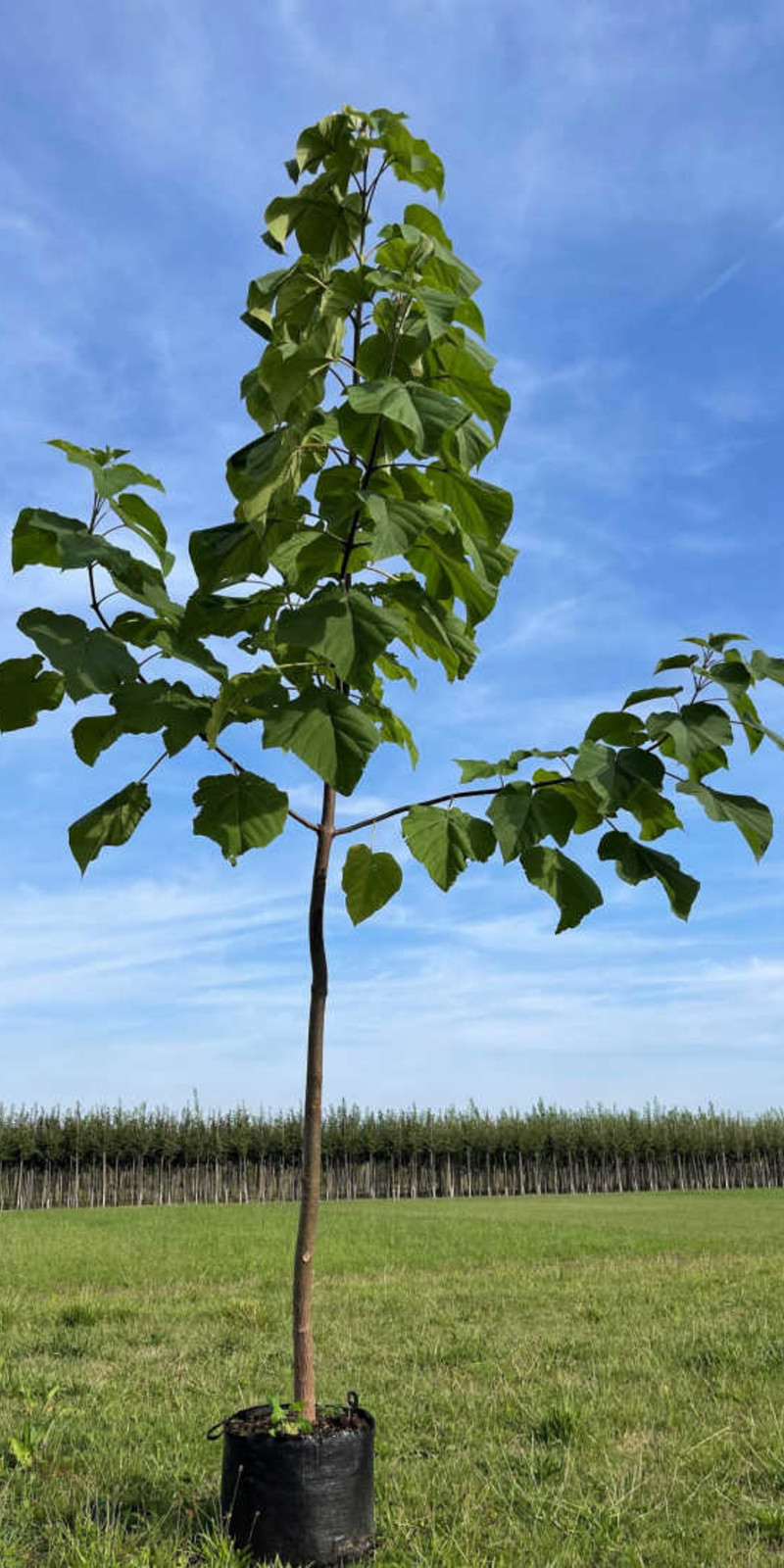 Paulownia tomentosa | Paulownia Impérial | Haute tige