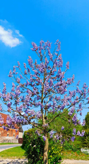 Paulownia tomentosa | Paulownia Impérial | Haute tige Paulownia tomentosa | Paulownia Impérial | Haute tige