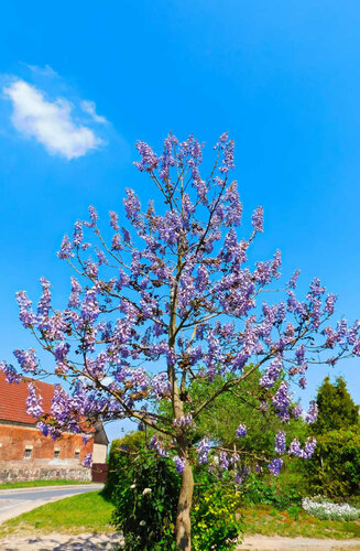 Paulownia tomentosa | Paulownia Impérial | Haute tige