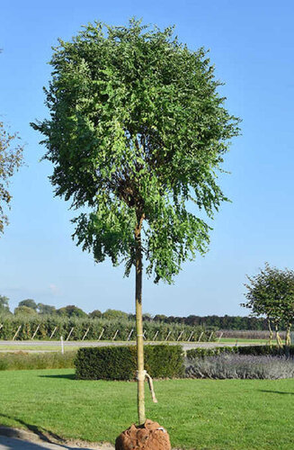 Robinier - Robinia Pseudoacacia 'Umbraculifera' | Haute tige | Hauteurs 250-325 cm | Circonférences 10-25 cm