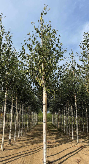 Betula utilis jacquemontii - Bouleau d'Himalaya | Hauteurs 400-600 cm | Circonférences 14-25 cm