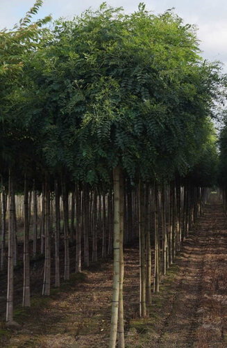 Robinier - Robinia Pseudoacacia 'Umbraculifera' | Haute tige | Hauteurs 250-325 cm | Circonférences 10-25 cm