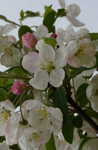 Malus 'Evereste’ | Pommier à Fleurs 'Evereste'