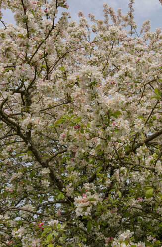 Malus 'Evereste’ | Pommier à Fleurs 'Evereste'