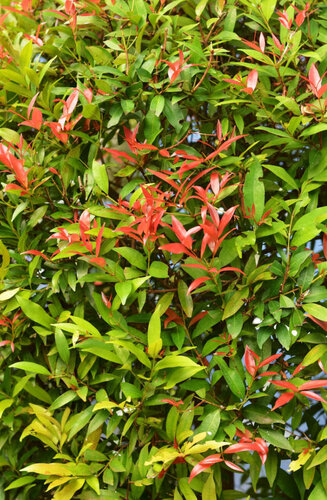 Photinia fraseri 'Red Robin' XXL à partir de  hauteur 300 cm