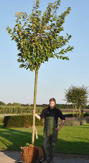 Prunus serrulata 'Kanzan' | Cerisier à Fleurs | Haute tige | Hauteurs 200-350 cm | Circonférences 10-25 cm
