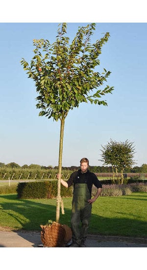 Les 12 meilleurs arbres parasols pour faire de l'ombre dans son jardin - Le  Parisien