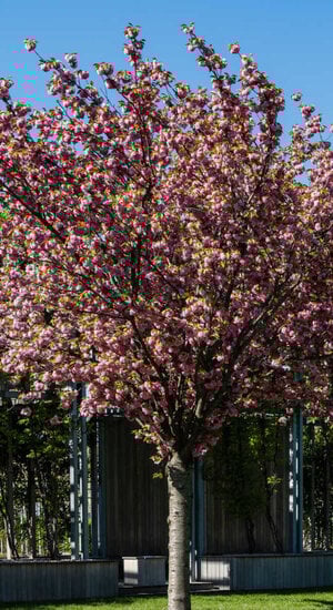 Prunus serrulata 'Kanzan' | Cerisier à Fleurs | Haute tige | Hauteurs 200-350 cm | Circonférences 10-25 cm