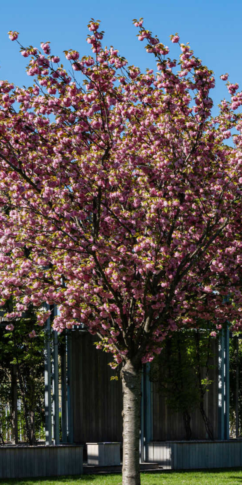 Prunus serrulata 'Kanzan' | Cerisier à Fleurs | Haute tige | Hauteurs 200-350 cm | Circonférences 10-25 cm