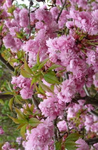 Prunus serrulata 'Kanzan' | Cerisier à Fleurs | Haute tige | Hauteurs 200-350 cm | Circonférences 10-25 cm