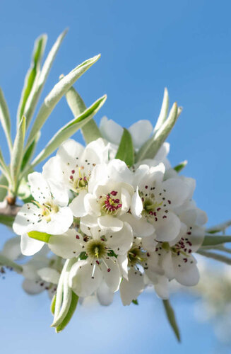 Pyrus - Poirier salicifolia ‘Pendula’