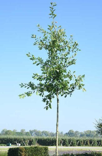 Quercus palustris | Chêne des Marais | Haute tige | Hauteurs 300-600 cm | Circonférences 10-25 cm