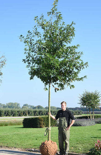 Quercus palustris | Chêne des Marais | Haute tige | Hauteurs 300-600 cm | Circonférences 10-25 cm