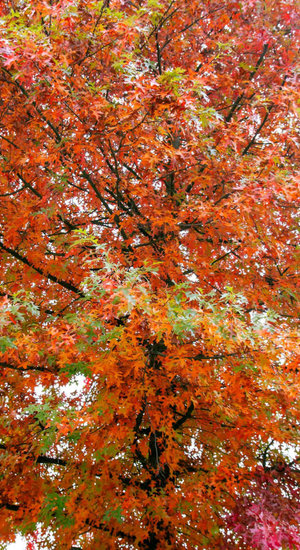Quercus palustris | Chêne des Marais | Haute tige | Hauteurs 300-600 cm | Circonférences 10-25 cm