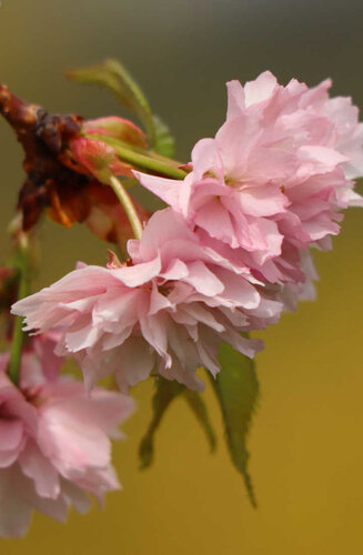 Prunus 'Kiku-shidare-zakura' | Cerisier Pleureur | Hauteur 250-300 cm | Circonférences 12-25 cm