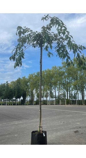 Prunus 'Kiku-shidare-zakura' | Cerisier Pleureur | Hauteur 250-300 cm | Circonférences 12-25 cm