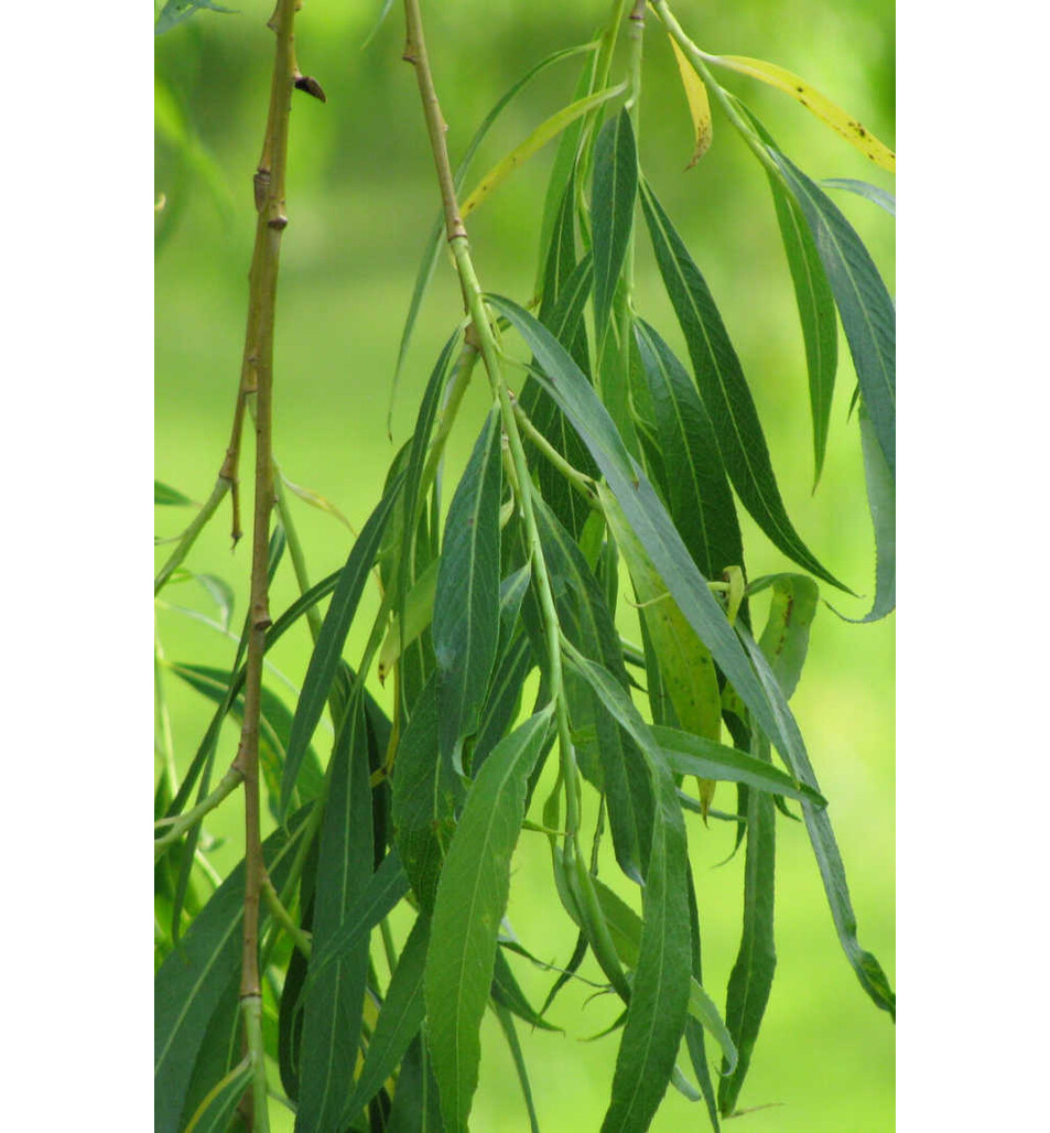 Salix babylonica, Saule pleureur