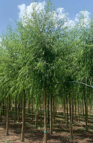Salix Babylonica | Saule pleureur |  Hauteurs 250 - 500 cm | Circonférences 10-25 cm