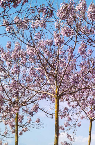 Paulownia Fortunei FAST BLUE ('Minfast') | Haute tige | Hauteurs 350-525 cm | Circonférences  12-25 cm