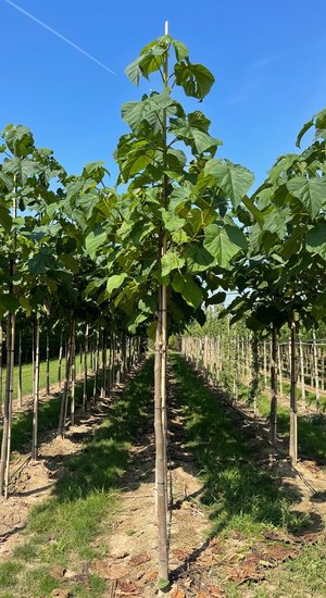 Paulownia Fortunei FAST BLUE ('Minfast') | Hauteur 375-425 cm | Circonférence 14-16 cm