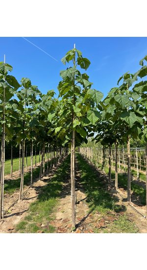 Paulownia Fortunei FAST BLUE ('Minfast') | Hauteur 375-425 cm | Circonférence 14-16 cm