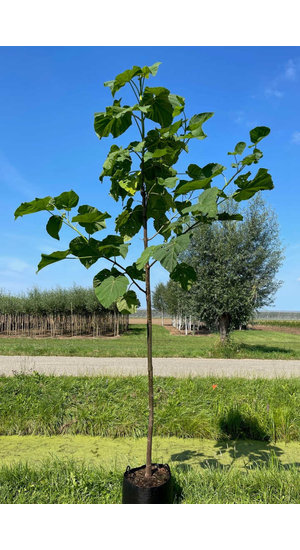 Lot De 3 Jeunes Plants Paulownia Tomentosa (Kiri) - Arbre à Croissance Rapide, Résistant Au Froid (-28°C), Fleurs Bleu-violet
