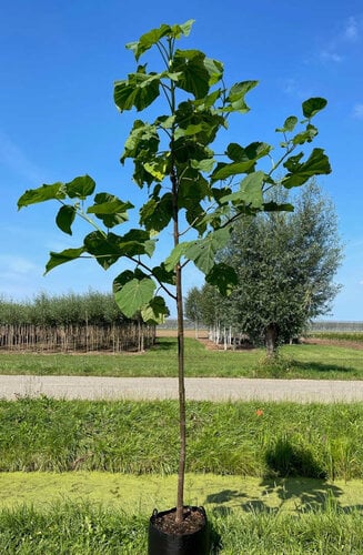 Paulownia Fortunei FAST BLUE ('Minfast') | Hauteur 300-350 cm | Circonférence 10-12 cm