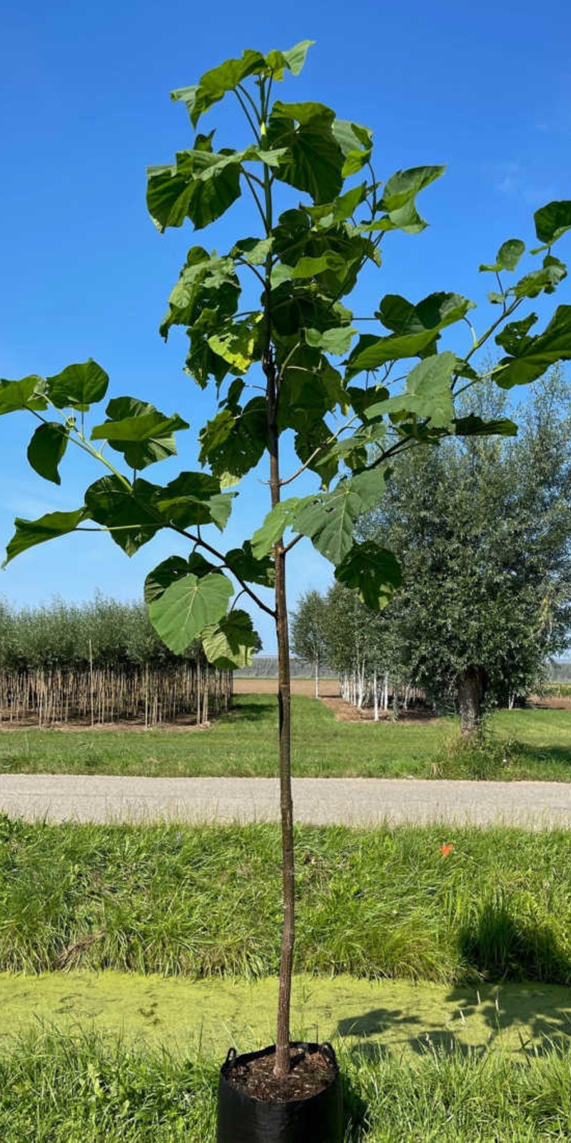 Paulownia Fortunei FAST BLUE ('Minfast') | Hauteur 300-350 cm | Circonférence 10-12 cm