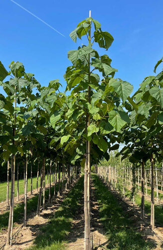 Paulownia Fortunei FAST BLUE ('Minfast') | Hauteur 300-350 cm | Circonférence 10-12 cm