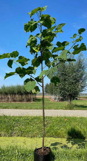 Paulownia Fortunei FAST BLUE ('Minfast') | Hauteur 350-400 cm| Pot | Très resistant