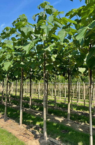 Paulownia Fortunei FAST BLUE ('Minfast') | Hauteur 475-525 cm | Circonférence 20-25 cm