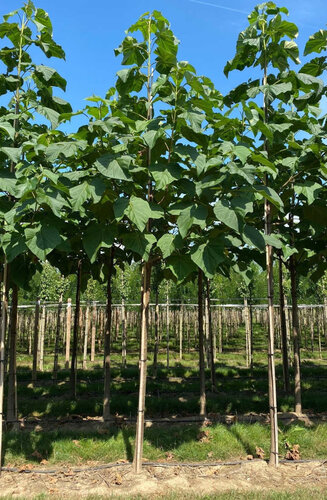 Paulownia Fortunei FAST BLUE ('Minfast') | Hauteur 425-475 cm| Circonférence 16-18 cm