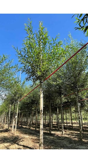 Salix - Saule  Alba ‘Chermesina’ | Haute tige | Hauteurs 400 - 600 cm | Circonférences 14-25 cm