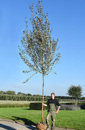 Salix - Saule  Alba ‘Chermesina’ | Haute tige | Hauteurs 400 - 600 cm | Circonférences 14-25 cm