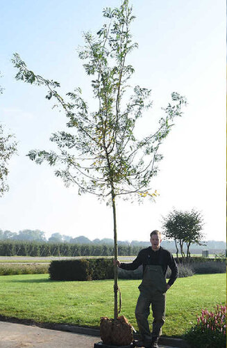 Gleditsia triacanthos inermis | Févier d'Amérique