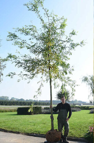 Gleditsia triacanthos inermis | Févier d'Amérique