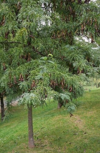 Gleditsia triacanthos inermis | Févier d'Amérique