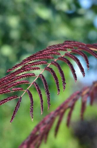 Albizia julibrissin 'Summer Chocolate' | Feuillage poupre | Hauteur 250-300 cm | Circonférence 12-14 cm