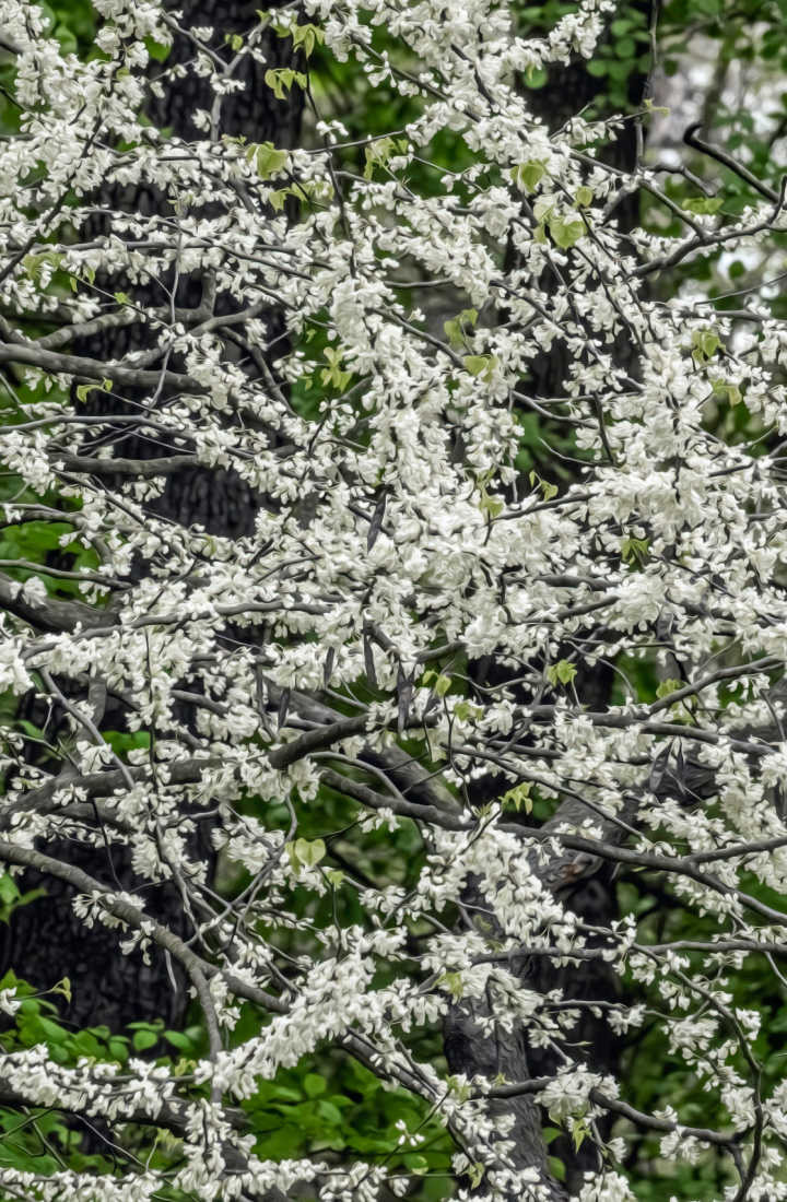 Arbre De Judée Blanc