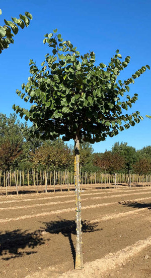 Cercis Siliquastrum Alba - Arbre de Judée Blanc | Circonférence 20-25 cm