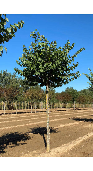 Cercis Siliquastrum Alba - Arbre de Judée Blanc | Circonférence 20-25 cm