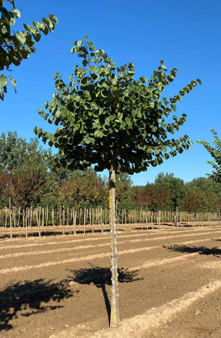 Arbre De Judée Blanc