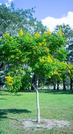 Koelreuteria Paniculata - Savonnier de Chine| Haute tige | Hauteurs 300-500 cm | Circonférences 12-25 cm