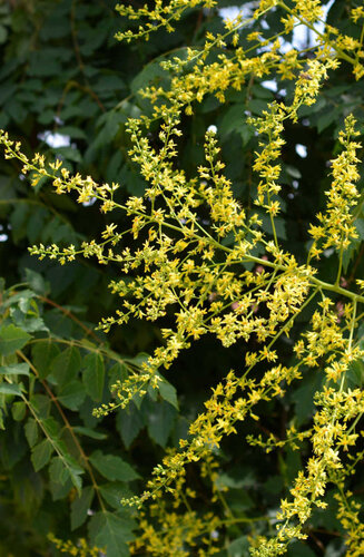 Koelreuteria Paniculata - Savonnier de Chine | Cépée | Hauteurs 200-300 cm