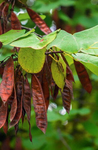 Cercis siliquastrum - Arbre de Judée | Cépée | Hauteur 250-300 cm | Idéal petit jardin