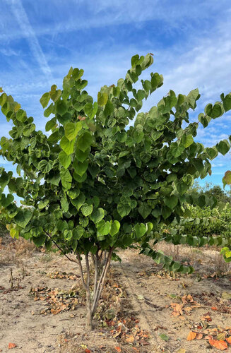 Cercis siliquastrum - Arbre de Judée | Cépée | Hauteur 200-250 cm | Idéal petit jardin