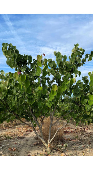 Cercis siliquastrum - Arbre de Judée | Cépée | Hauteur 250-300 cm | Idéal petit jardin