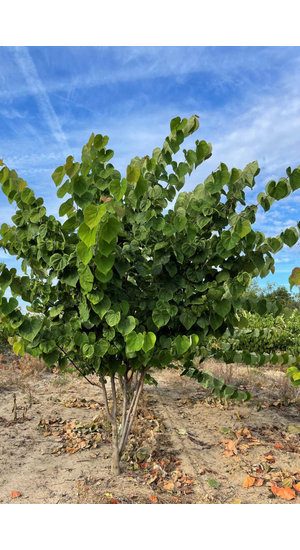 Cercis siliquastrum - Arbre de Judée | Cépée | Hauteurs 200-300 cm