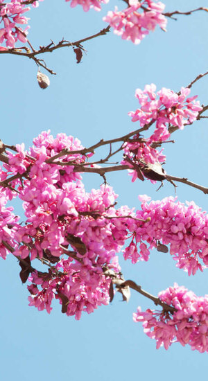 Cercis siliquastrum - Arbre de Judée | Hauteurs 325-475 cm | Circonférences 12-20 cm